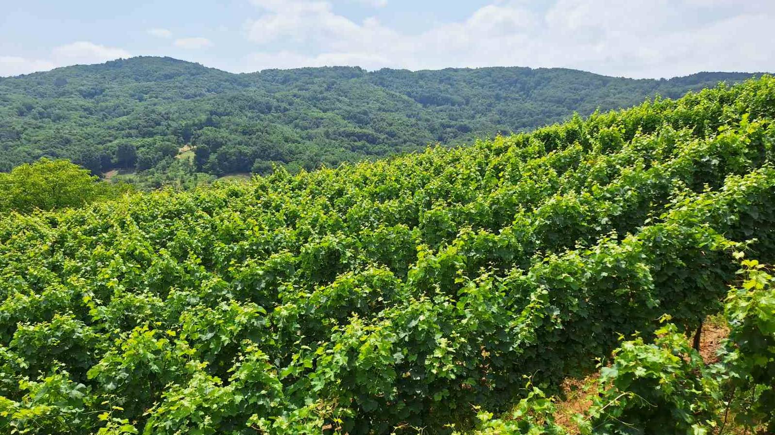 vinograd